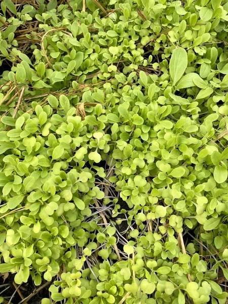 Plante Légumes Chinois Cantonais Dans Jardin Naturel — Photo