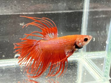 Akvaryumda Beta balığı