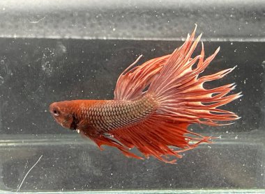 Akvaryumda Beta balığı