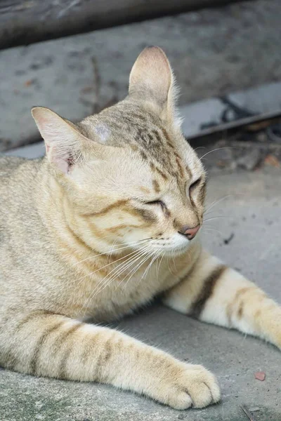 Gros Plan Mignon Chat Tabby Sur Sol — Photo