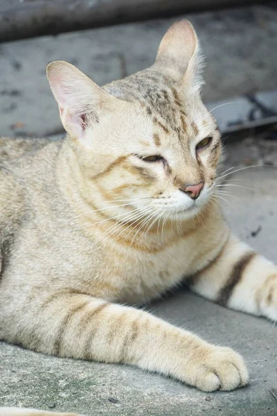Menutup Kucing Tabby Lucu Tanah — Stok Foto