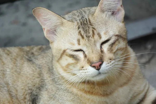 Zblízka Roztomilé Tabby Kočka Zemi — Stock fotografie