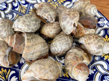 Pişirmek için taze Benekli Babil