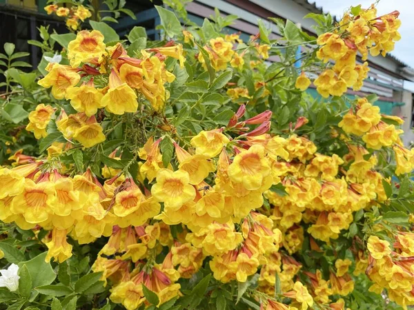 Żółty Kwiat Ogrodzie Natury — Zdjęcie stockowe