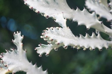 Doğa bahçesinde taze yeşil sulu bitki