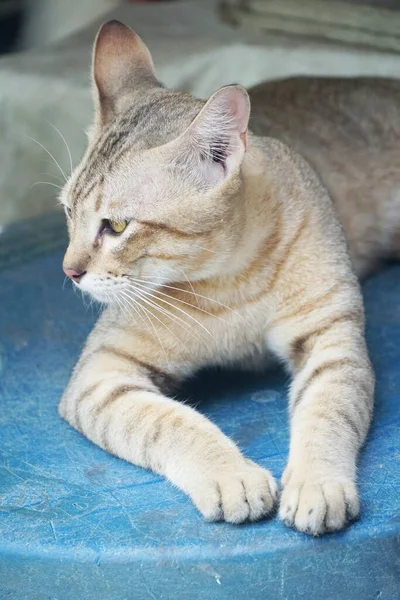 Niedliche Gestromte Katze Auf Dem Tisch — Stockfoto