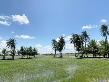 Tayland 'da yeşil pirinç tarlası