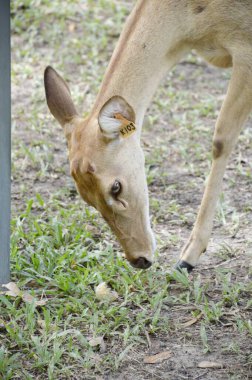 Vahşi doğada geyik beslemek