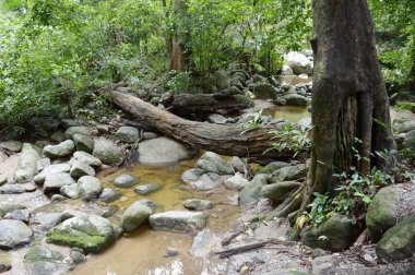 Tayland 'da Chonburi' de doğa ormanı.