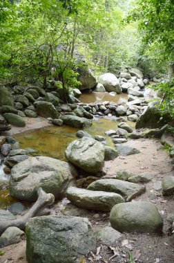 Tayland 'da Chonburi' de doğa ormanı.