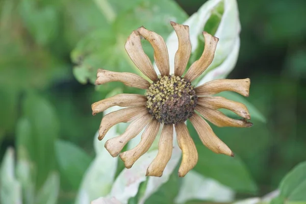 Сухой Цинний Цветок Саду Природы — стоковое фото
