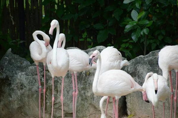 Close Grupo Pássaro Flamingo — Fotografia de Stock