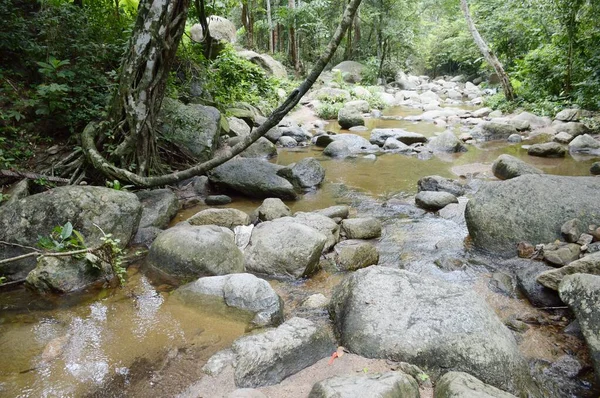 Naturwald Chonburi Bei Thailand — Stockfoto