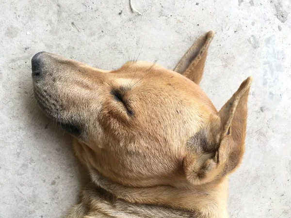 Χαριτωμένος Σκύλος Κοιμάται Τσιμεντένιο Πάτωμα — Φωτογραφία Αρχείου