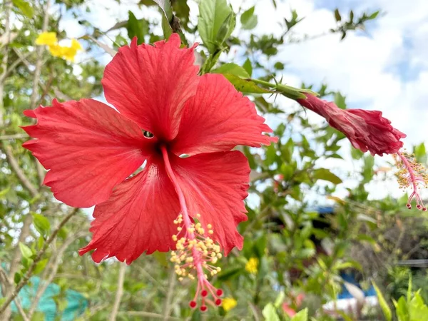 Hibiscus Bloem Natuur Tuin — Stockfoto