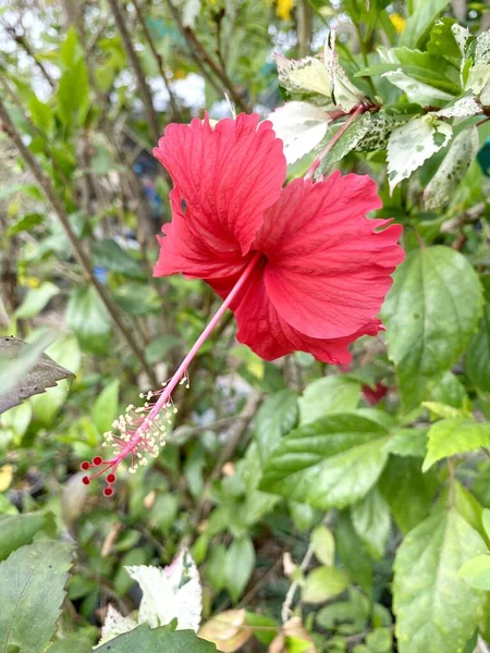 Fiore Ibisco Nel Giardino Naturale — Foto Stock