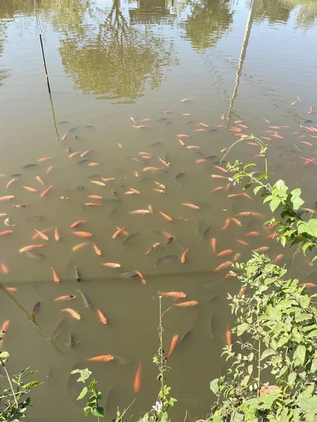 Nile Tiapia Pond — Stock Photo, Image