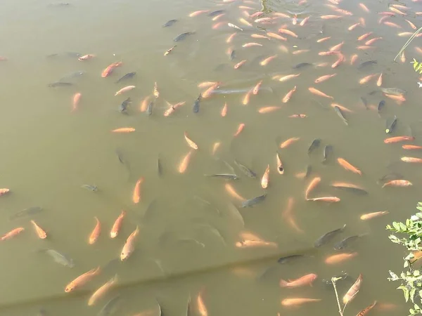 Group Nile Tiapia Pond — Stock Photo, Image