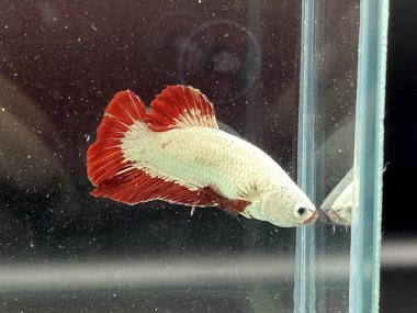 Akvaryumda Beta balığı