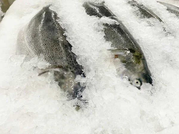 Verse Vis Het Ijs Markt — Stockfoto