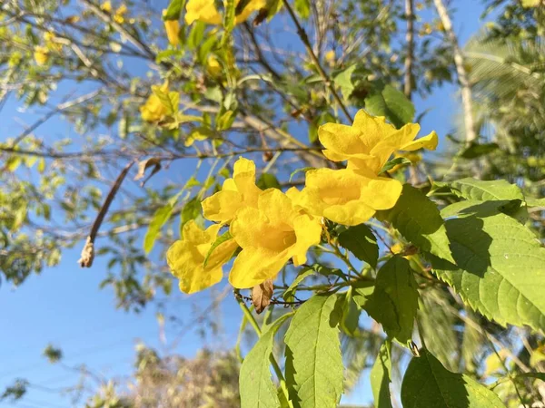 Κίτρινο Λουλούδι Στον Κήπο Της Φύσης — Φωτογραφία Αρχείου