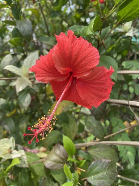 Hibiscus Fleur Dans Nature Jardin — Photo