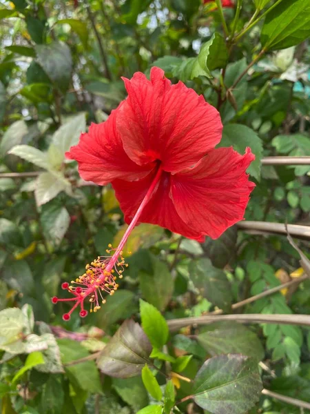 Doğa bahçesinde amber çiçeği