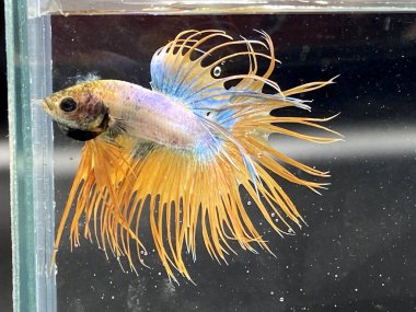 Akvaryumda Beta balığı