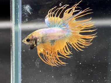 Akvaryumda Beta balığı