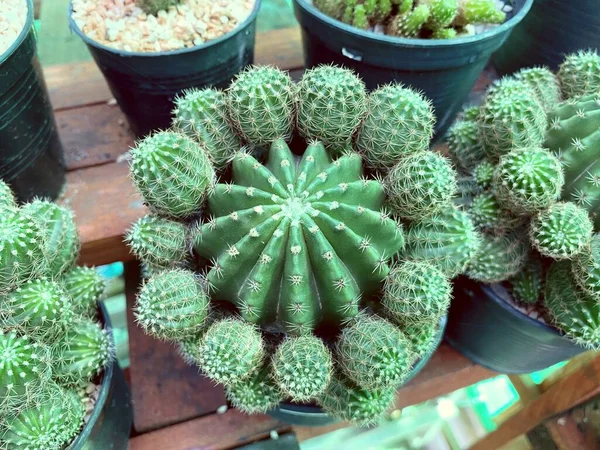 Cactus Verde Nel Giardino Naturale — Foto Stock