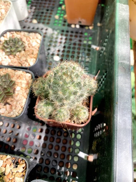 Cactus Verde Nel Giardino Naturale — Foto Stock