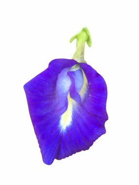 Beyaz arka planda klitoria ternatea çiçeği