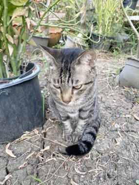 Şirin tekir kediyi kapat.