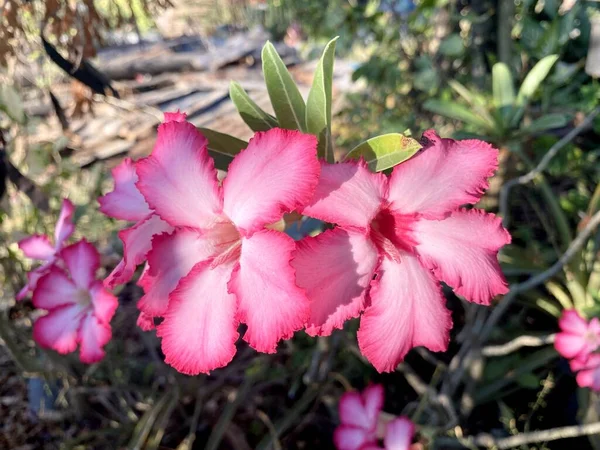 Doğa Bahçesinde Pembe Adenyum Obesum Çiçeği — Stok fotoğraf