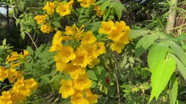 Sarı çiçek doğanın bahçesinde