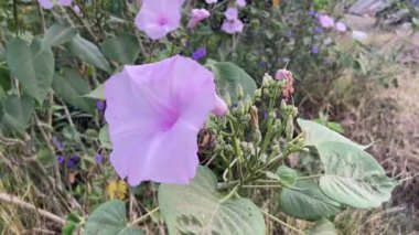 Doğa bahçesinde sabah çiçeği