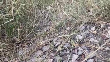 Yerdeki kuru otlar.
