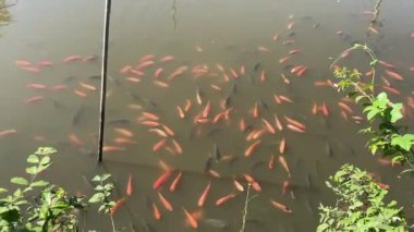 Göletteki Kırmızı Tilapia Balığı