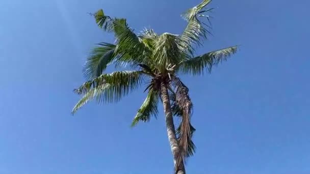 Кокосовое Дерево Саду Природы — стоковое видео
