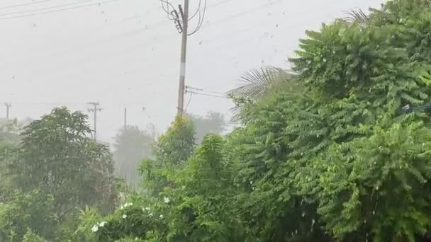 Tayland Doğa Bahçesine Yağmur Yağar — Stok video