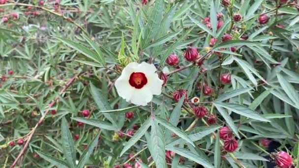 Rosella Fleur Dans Jardin Naturel — Video