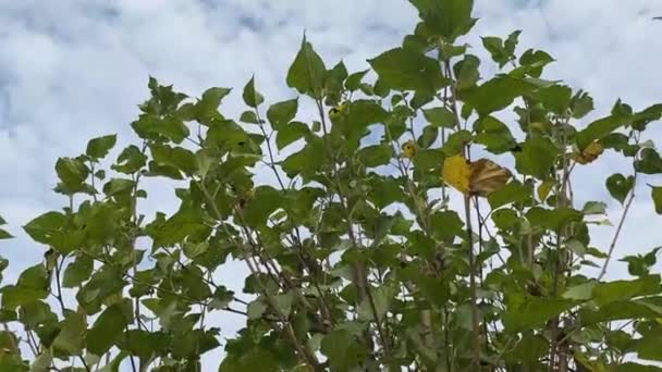 Mulberry Drzewa Ogrodzie Natury — Wideo stockowe