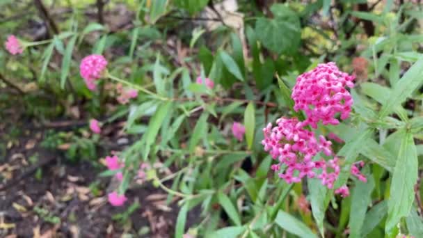 Flor Rosa Panama Ixora Jardín Naturaleza — Vídeo de stock