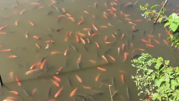 Göletteki Kırmızı Tilapia Balığı — Stok video