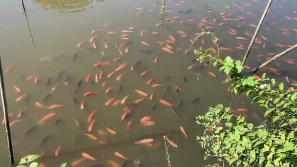 Czerwona Tilapia Ryba Stawie — Wideo stockowe
