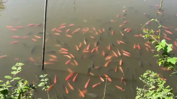 池の赤いティラピア魚 — ストック動画