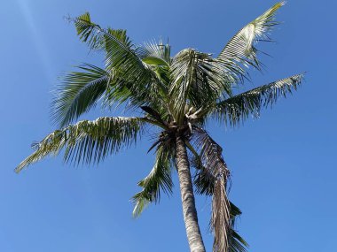 Hindistan cevizi ağacı doğa bahçesinde