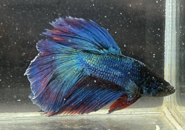 Akvaryumda Beta balığı