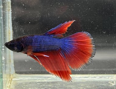 Akvaryumda Beta balığı