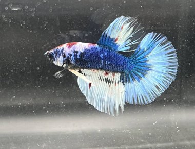 Akvaryumda Beta balığı